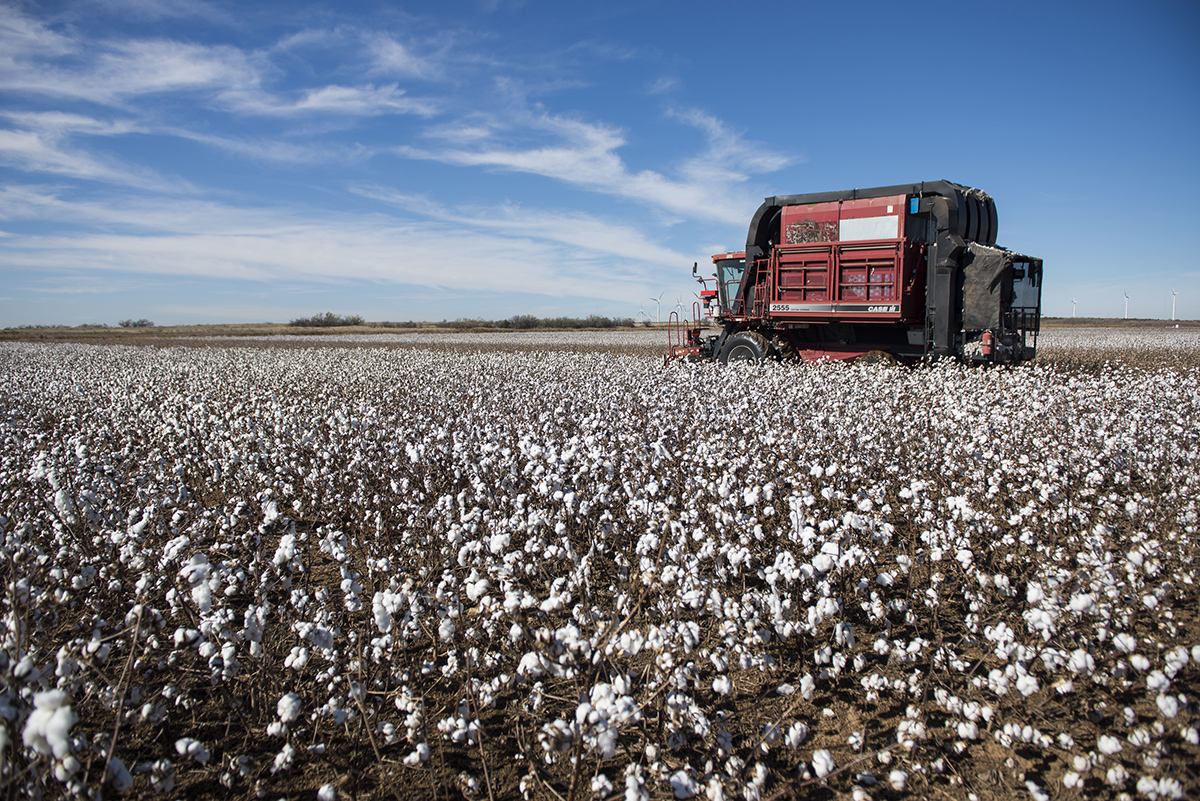 Once a breeder like Nilesh has determined which plots they should collect further data from, a cotton picker is employed to harvest two plots at a time.